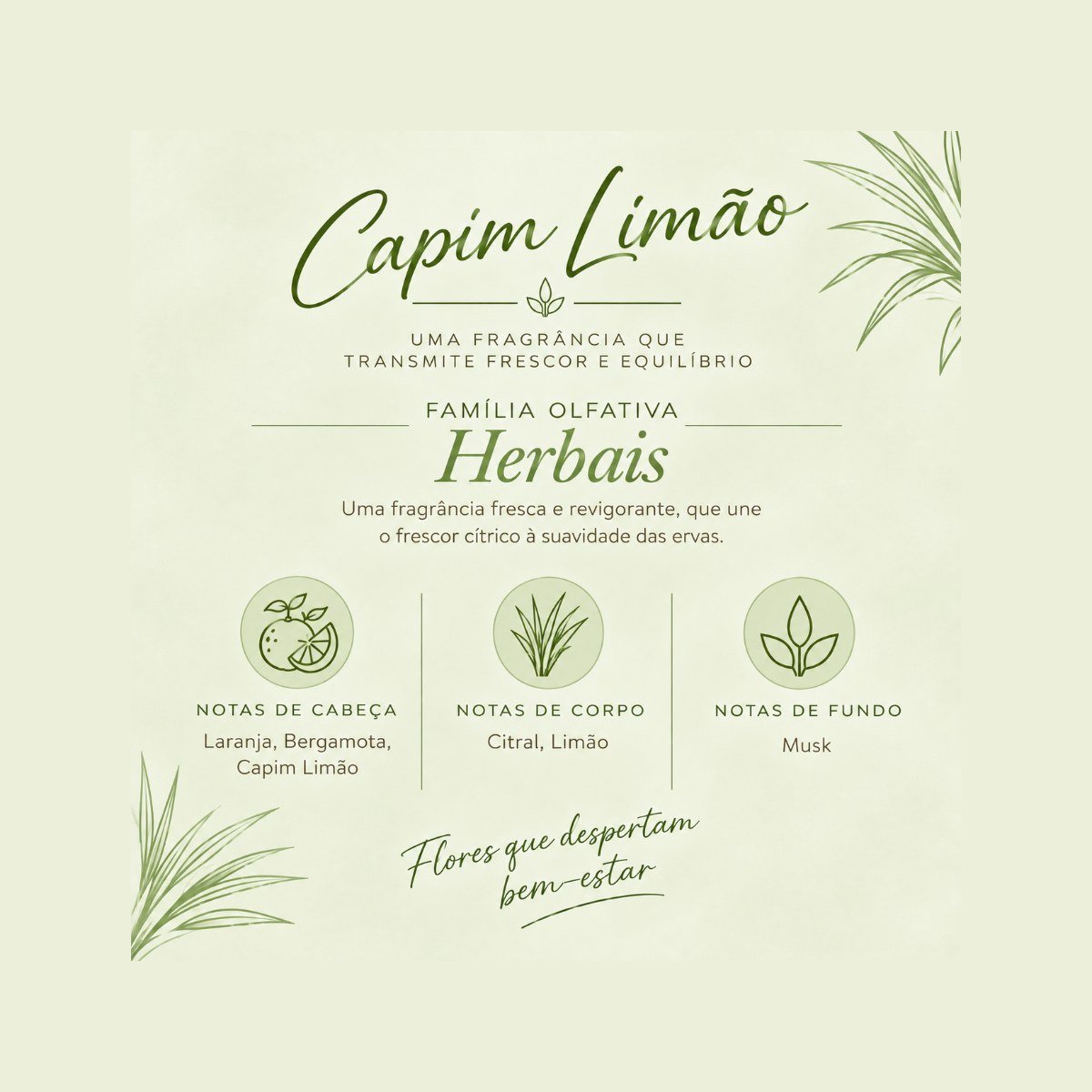 Capim Limão